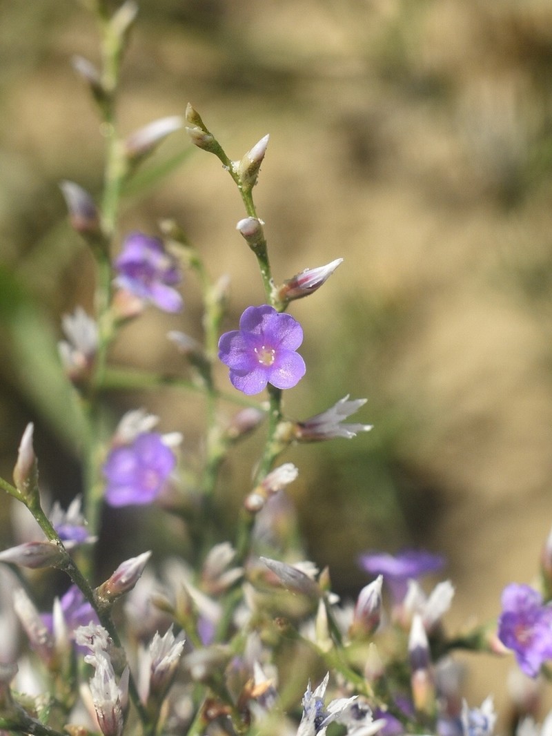 Lavender Thrift photo 6