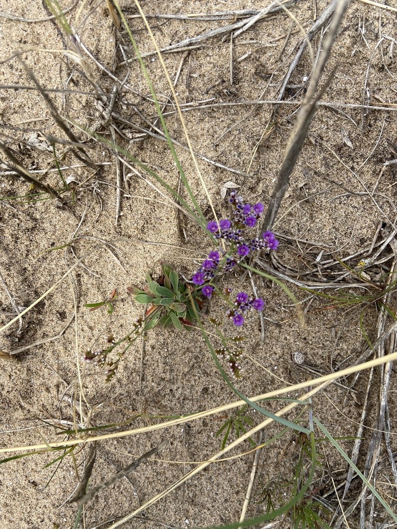 Limonium celticum