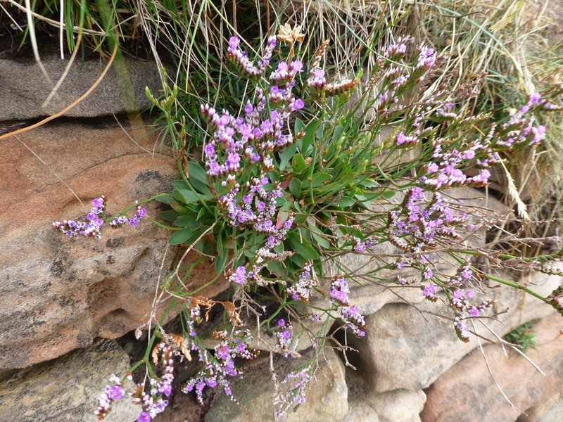 Limonium celticum photo 2
