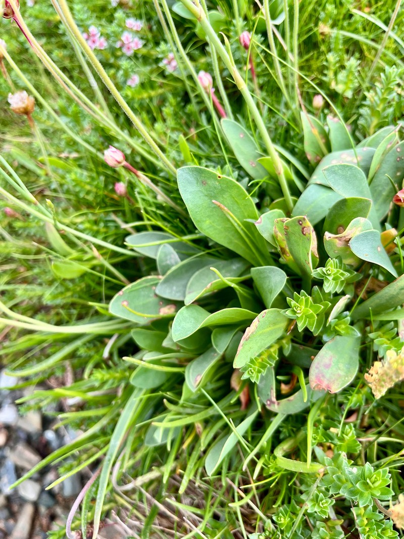 Limonium celticum photo 3