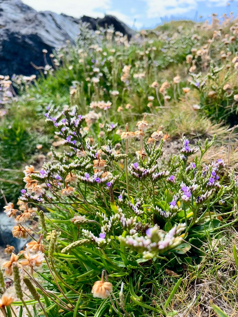 Limonium celticum photo 4