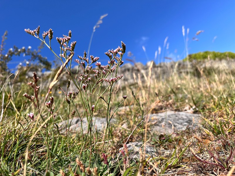 Limonium celticum photo 5