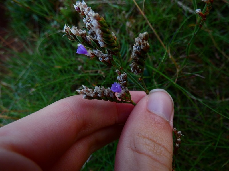 Limonium celticum photo 6