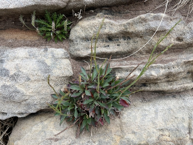 Limonium celticum photo 7