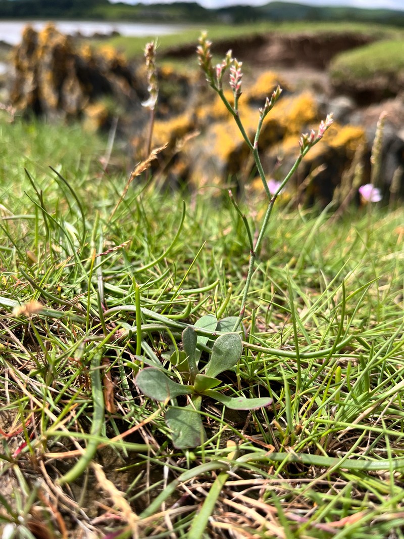 Limonium celticum photo 8
