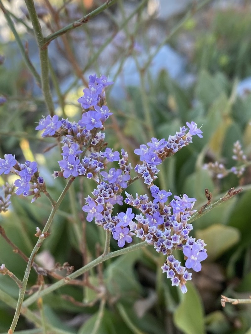 Limonium compactum