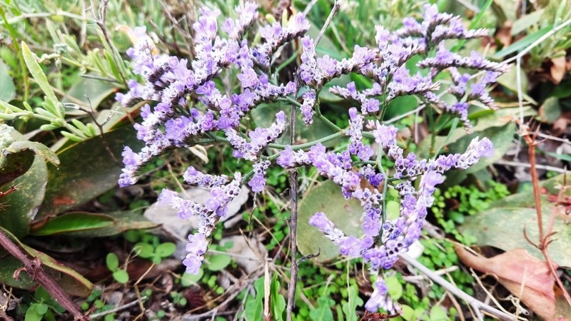 Limonium compactum photo 2