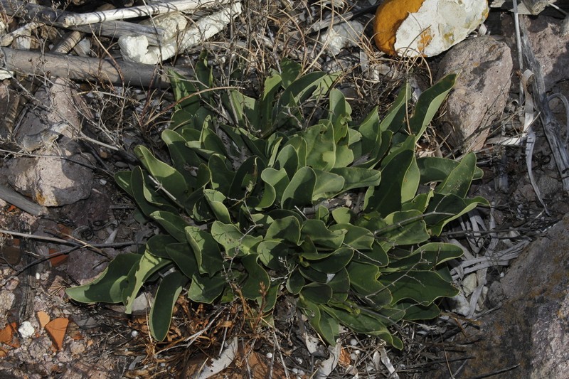 Limonium compactum photo 3