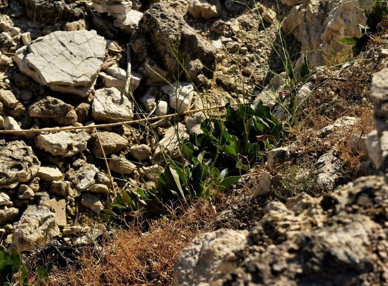 Limonium compactum photo 4