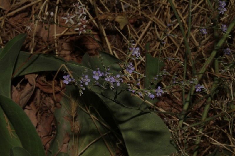 Limonium compactum photo 5