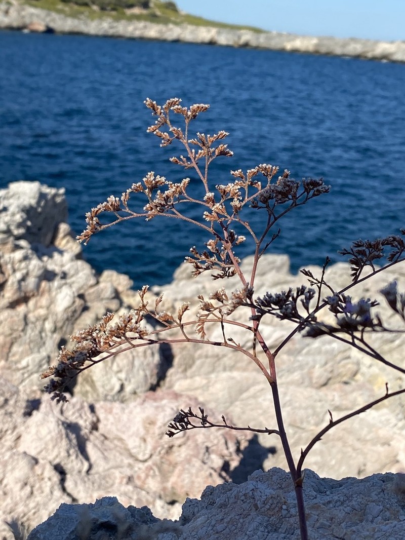 Limonium compactum photo 6