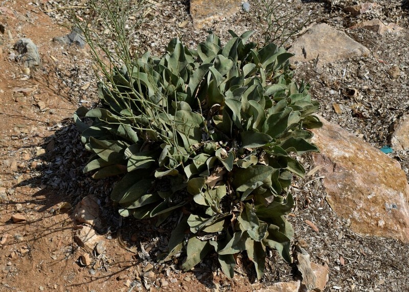 Limonium compactum photo 7