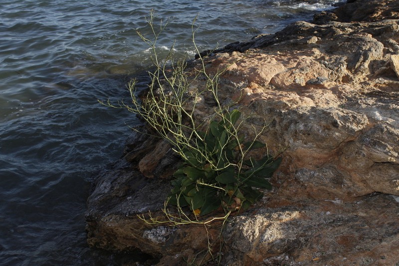 Limonium compactum photo 8