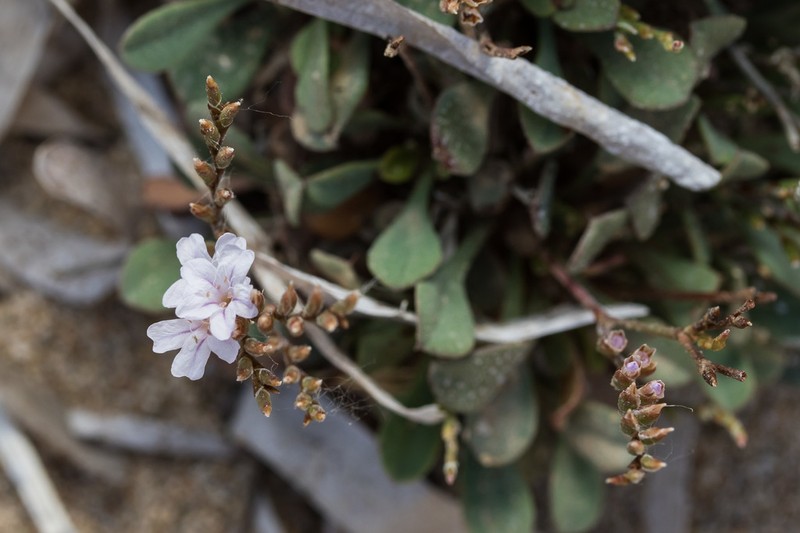 Limonium contractum