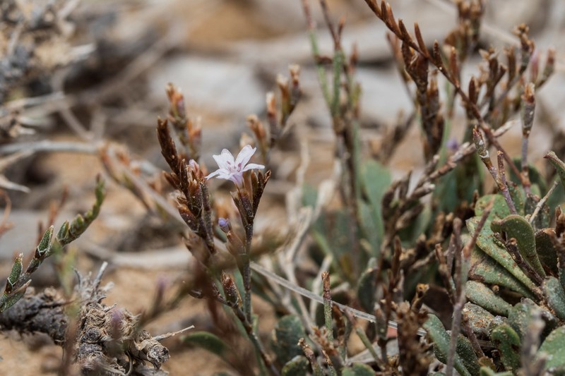 Limonium contractum photo 2