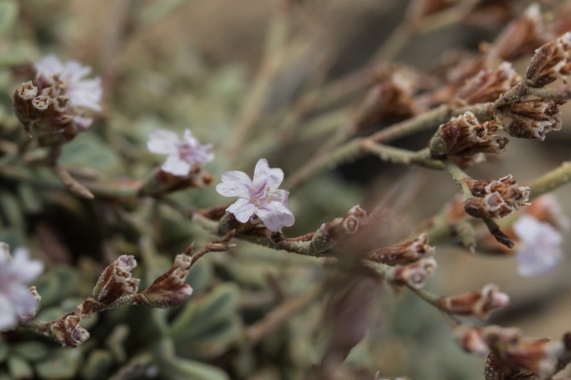 Limonium contractum photo 3