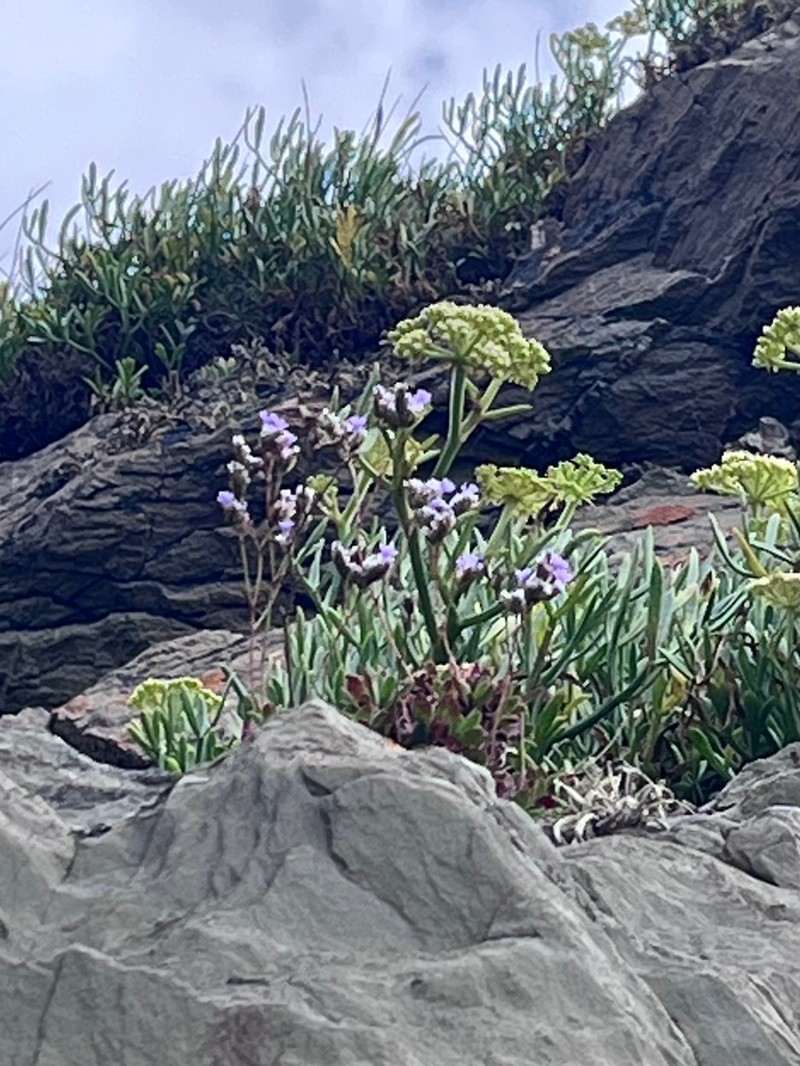 Limonium coombense photo 2