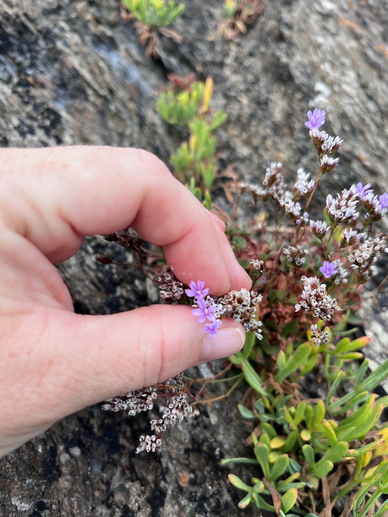Limonium coombense photo 3
