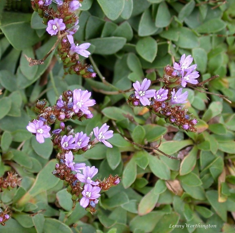 Limonium coombense photo 4