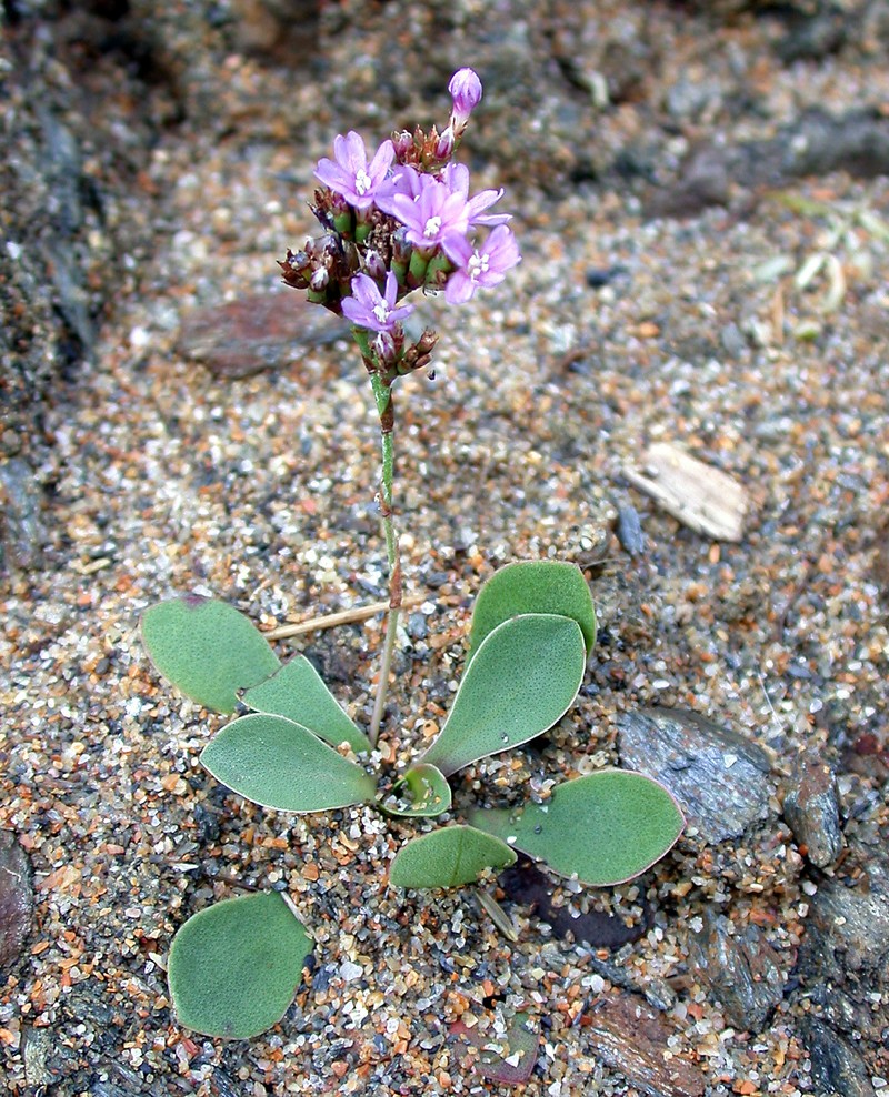 Limonium coombense