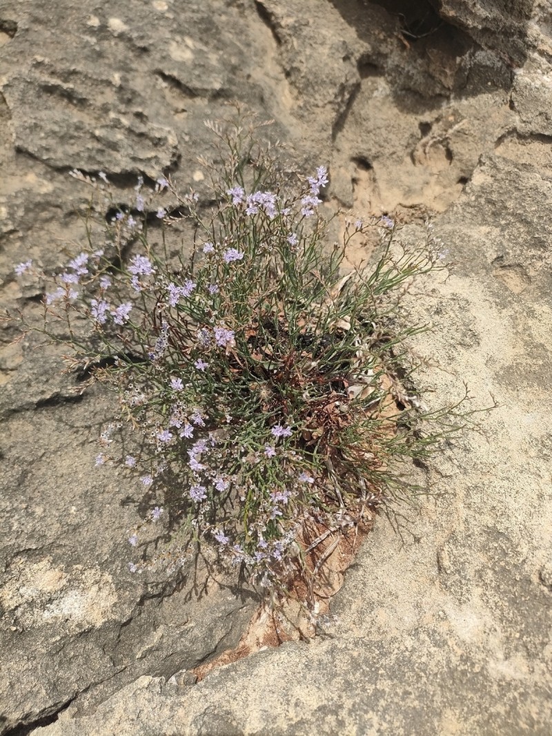 Limonium cophanense