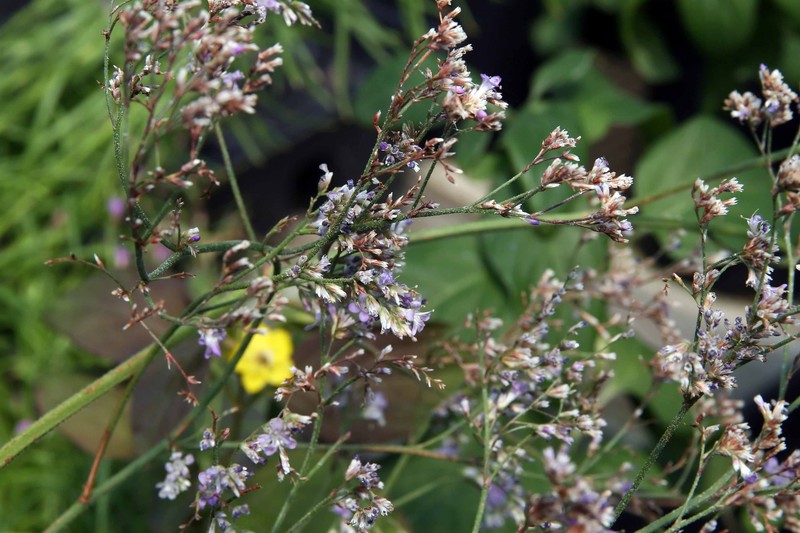 Limonium coriarium