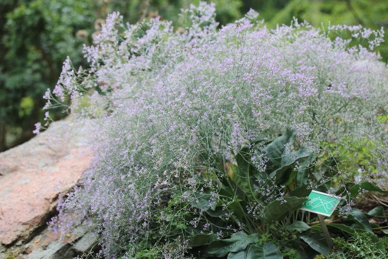Limonium coriarium photo 2