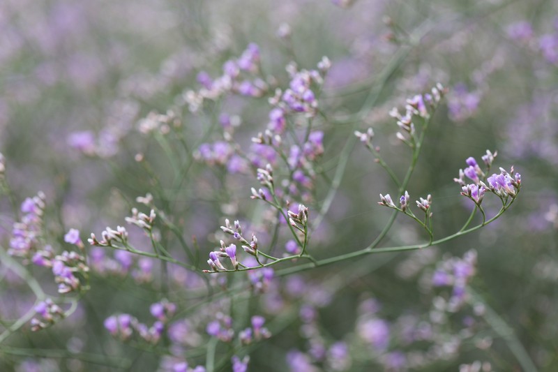 Limonium coriarium photo 3