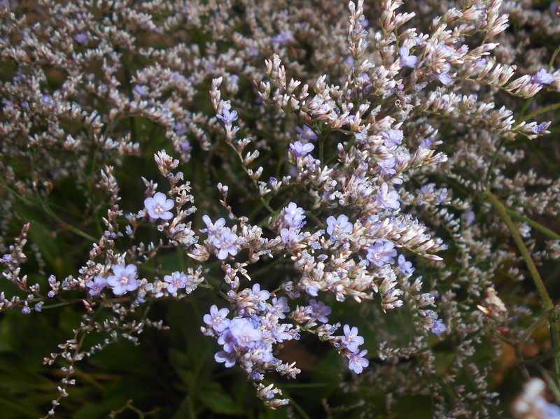 Limonium coriarium photo 4