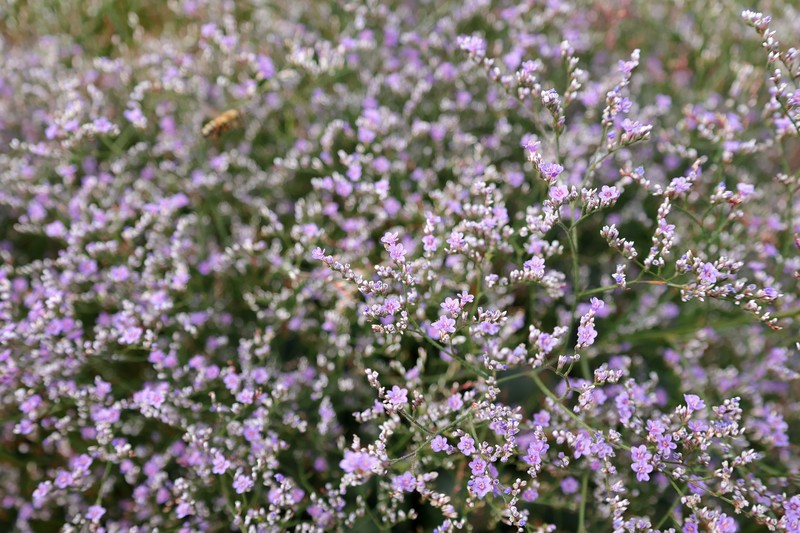 Limonium coriarium photo 5