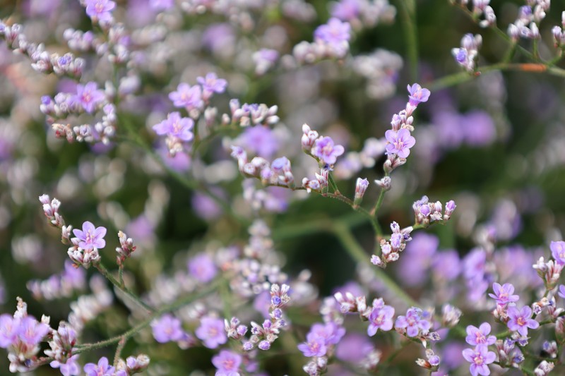 Limonium coriarium photo 6