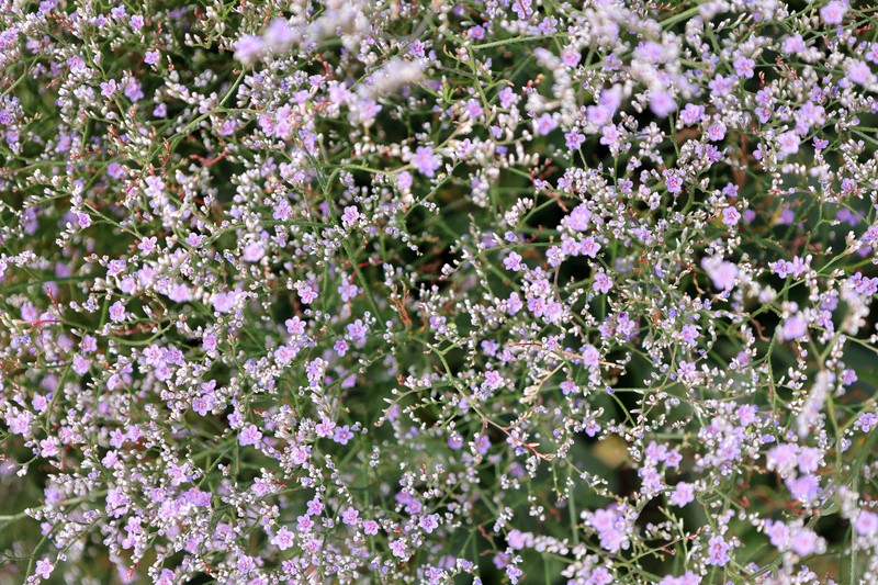 Limonium coriarium photo 7