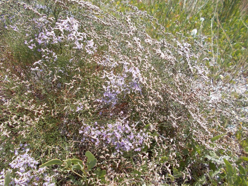Limonium coriarium photo 8