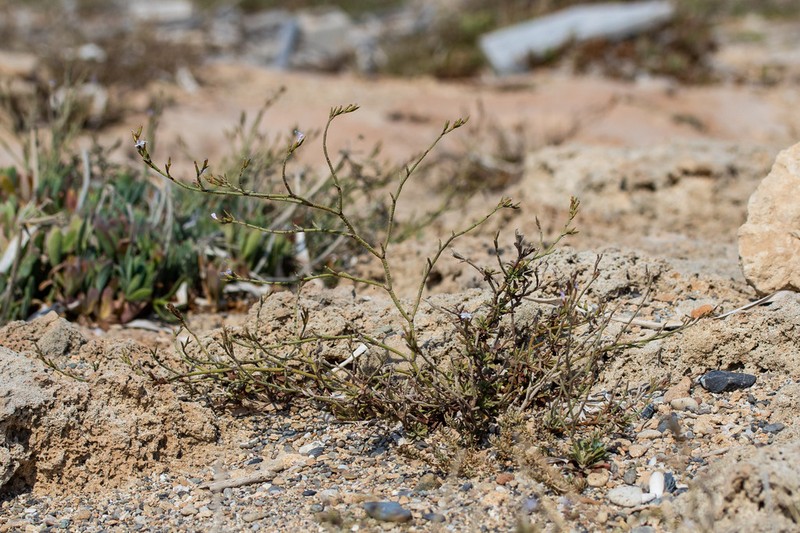 Limonium crateriforme