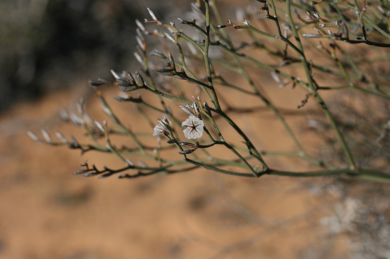 Limonium dagmariae