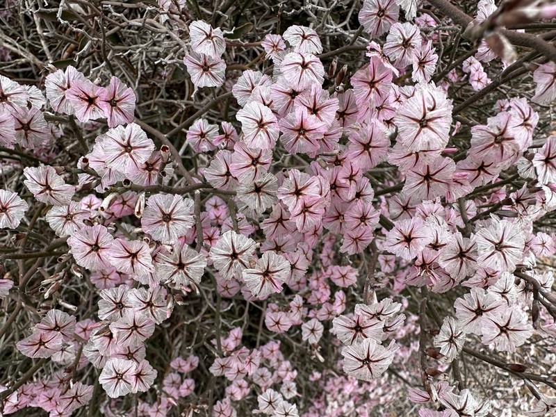 Limonium dagmariae photo 2