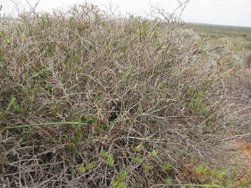 Limonium dagmariae photo 3