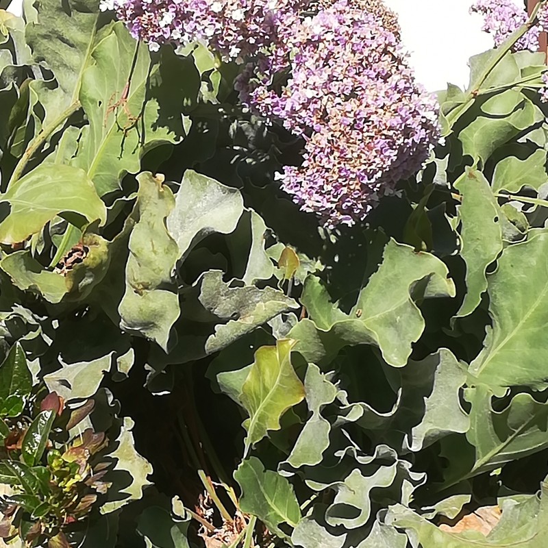 Limonium dagmariae photo 4