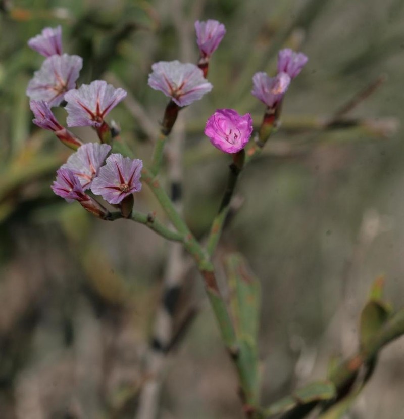 Limonium dagmariae photo 6