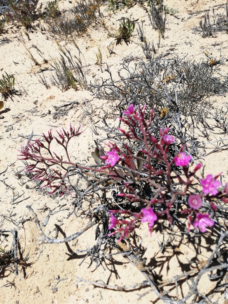 Limonium dagmariae photo 7