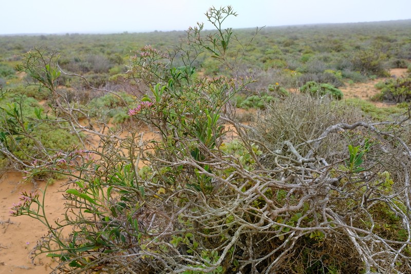 Limonium dagmariae photo 8