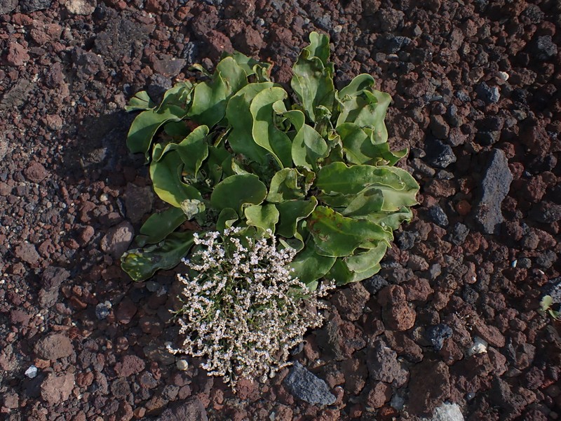 Limonium eduardi-diasii