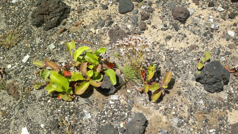 Limonium eduardi-diasii photo 2