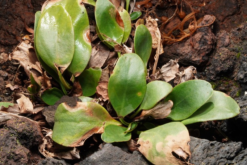 Limonium eduardi-diasii photo 4