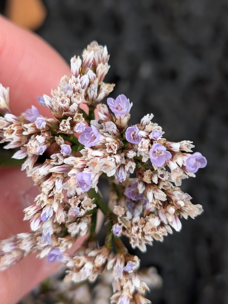 Limonium eduardi-diasii photo 5