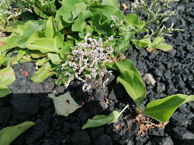 Limonium eduardi-diasii photo 6
