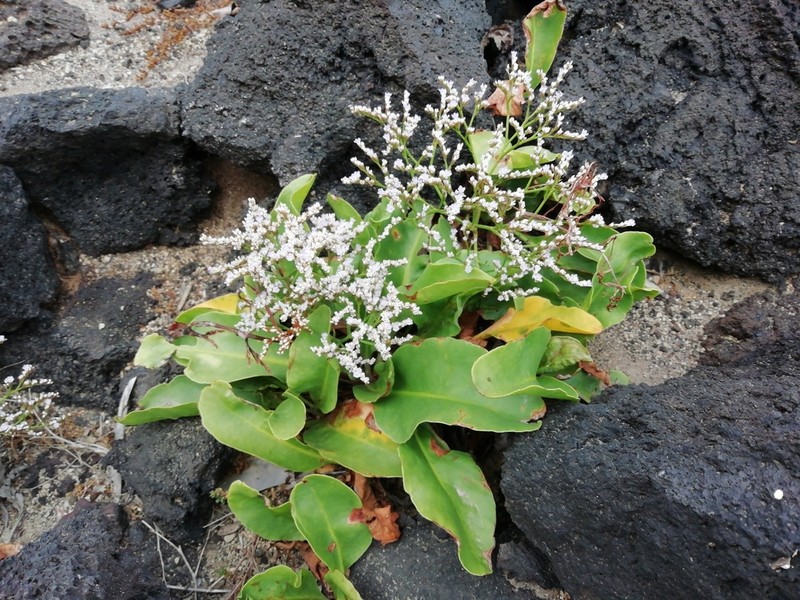 Limonium eduardi-diasii photo 8