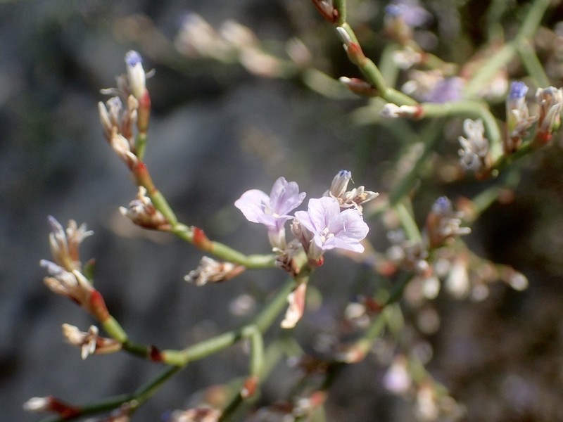 Limonium epiroticum