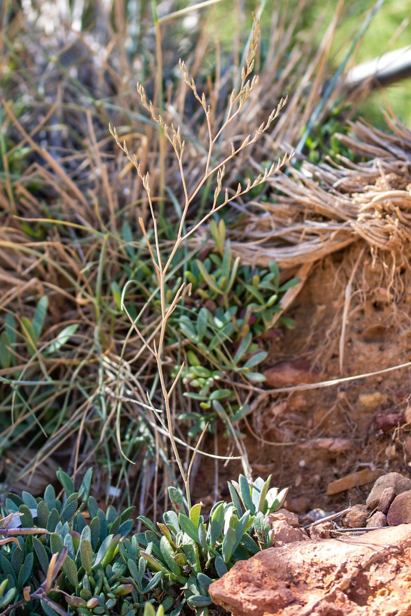 Limonium helenae