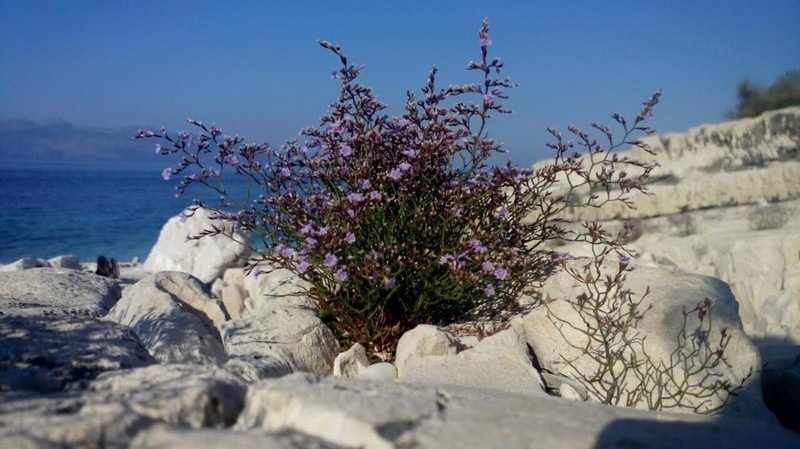 Limonium himariense